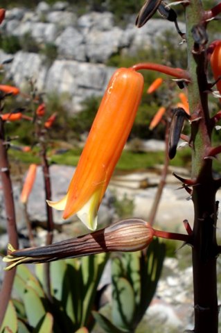 Kumara plicatilis one blooming, one withered